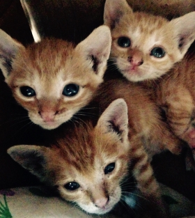 Trois petits chatons à la recherche de leur famille  Trois petits chatons à la recherche de leur famille, pour ronronner et caliner à volonté 