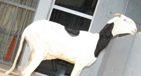 Femelle Mouton Ladoum à vendre A vendre cette belle femelle mouton ladoum de 3 ans sang de al makhtoum veuillez m