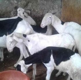 Moutons Ladoum Bonjour à tous, je vends des moutons ladoum femelles de race bachir, bolt, ibou kebe, magal pour cause de manque d