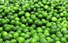vente citrons verts prix bords champs bonjour nous vendons du citrons verts prix bords champs contact : 00221785049711