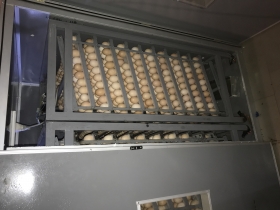 Couveuses automatiques Ovavitech vous propose des couveuses automatiques d œufs à bon prix.