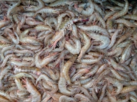 Crevettes fraîches Je viens vous proposer les crevettes fraîches de foundiougne dans les îles du Saloum/ les meilleures du marché en terme de goût.
Vos commandes par WhatsApp sur notre numéro