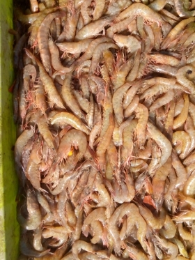 Crevettes fraîches Je viens vous proposer les crevettes fraîches de foundiougne dans les îles du Saloum/ les meilleures du marché en terme de goût.
Vos commandes par WhatsApp sur notre numéro