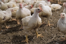 Des poulets de chair en vente Des poulets de chair de 1kg600 à 1kg800 à 3000f & 2kg à 3500f disponible dans notre poulailler. N