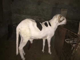 mouton a vendre male ladoume de 36 mois sang birame diémé et abdou fall