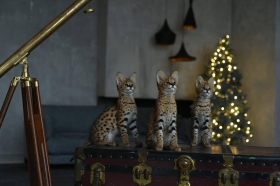 chatons serval et caracal disponibles ils sont parfait pour une famille , ils s