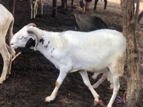 Mouton tabaski  Mouton de très bon race en pleine forme 