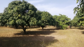 Terrain agricole de 1 hectare et demi à Mbourokh Cissé Terrain agricole de 1 hectare et demi.
A Mbourokh Cissé derrière l
