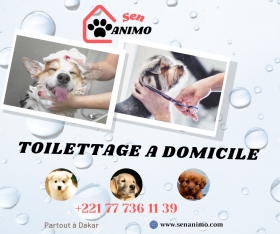 Toilettage de chien à Domicile à Dakar SenAnimo SenAnimo est un service animalier qui offre des services de toilettage à Domicile partout à Dakar. Offrez à votre chien le toilettage qu