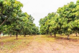 Verger en vente sur Nianing, Mbour Un verger de 1 ha est aussi a vendre sur gnaga bougou à 5 km de nianing avec plus de 30 pieds de manguier à 9 millions.