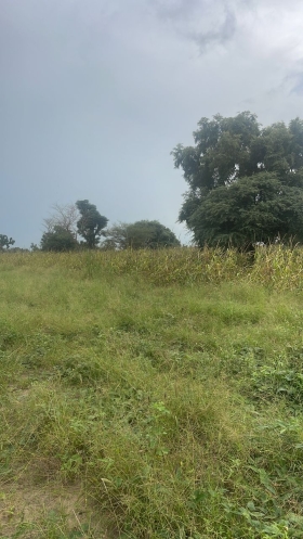 Terrain 8000 mètres carrés à Sandiara  Terrain 8000 mètres carrés à Sandiara 
Sise à Ndiouk
À 4 kilomètres de la route nationale 1
Très bon sol approprié pour une production agricole
Bon pour projets immobiliers
