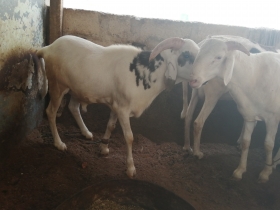 Vente de mouton Kharou yarrr bien nourri