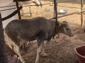 Mouton à vendre Mouton bien nourri thiouloul rang mouy gaw