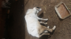 moutons  kharou yar you bakh moins chère visible à pate d oie livraison possible 