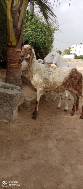 Vente de mouton Azawat Femelle Azawat à vendre à Diourbel